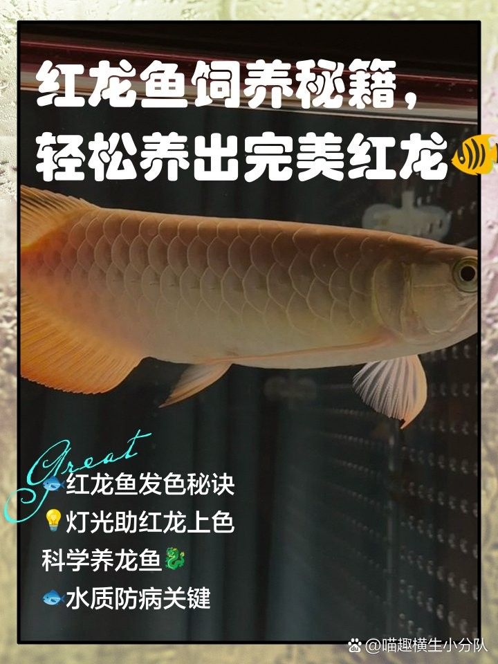 龍魚混養底層魚的最佳數量