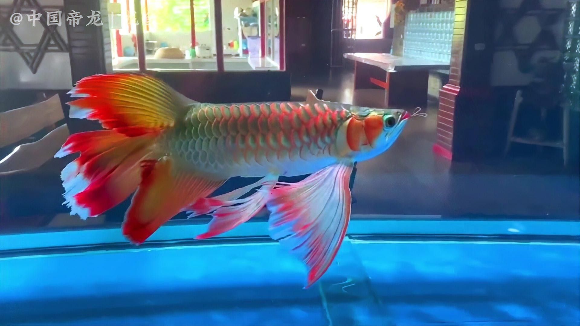 龍魚混養底層魚的最佳數量