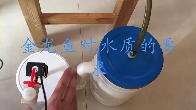 金龍魚飼養環境有哪些要求？