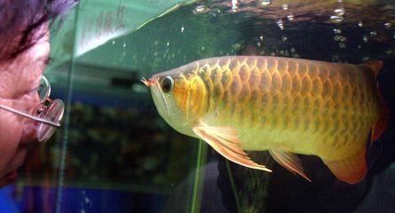 龍魚的養殖：龍魚養殖需要注意多個方面，