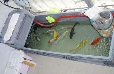 超血紅龍魚價格（超血紅龍魚市場價格走勢）