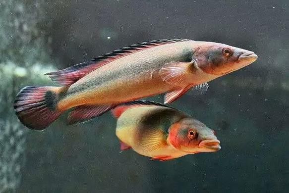 孔雀龍魚種類及圖片大全大圖欣賞
