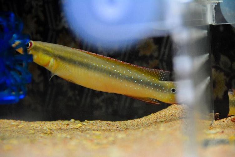 孔雀龍魚種類及圖片大全大圖欣賞