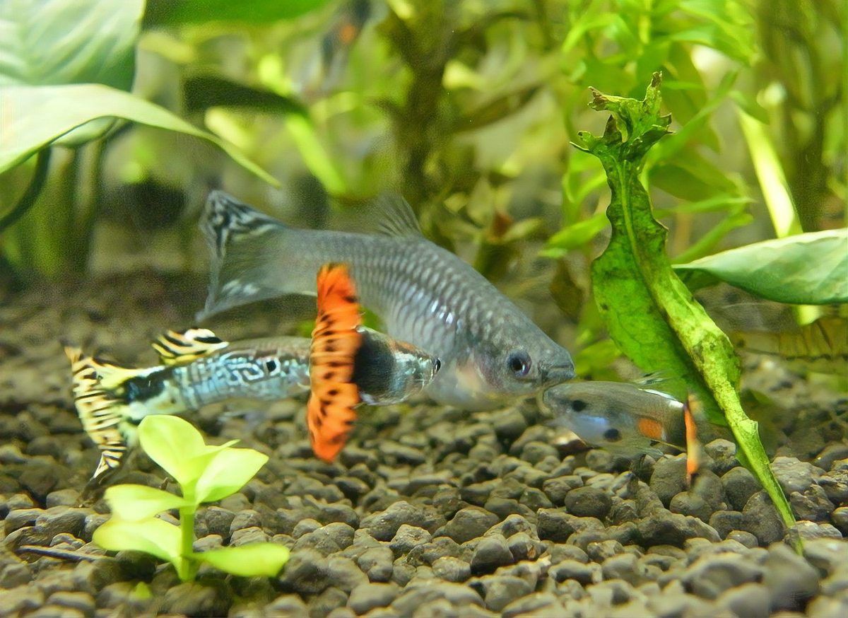 孔雀龍魚種類及圖片大全大圖欣賞