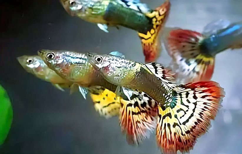 孔雀龍魚種類及圖片大全大圖欣賞