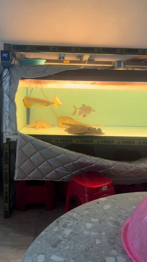 孔雀龍魚種類及圖片大全大圖欣賞