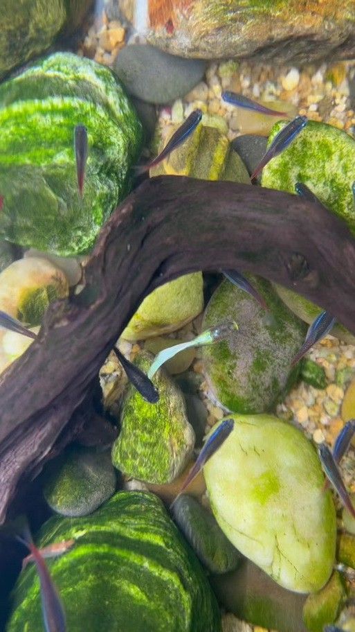 孔雀龍魚種類及圖片大全大圖欣賞