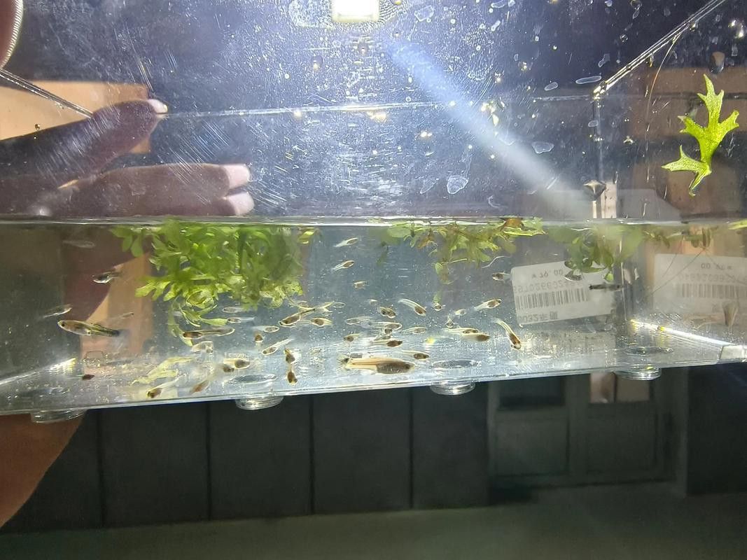 孔雀龍魚種類及圖片大全大圖欣賞