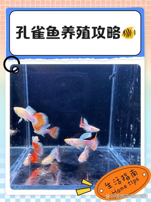 孔雀龍魚種類及圖片大全大圖欣賞