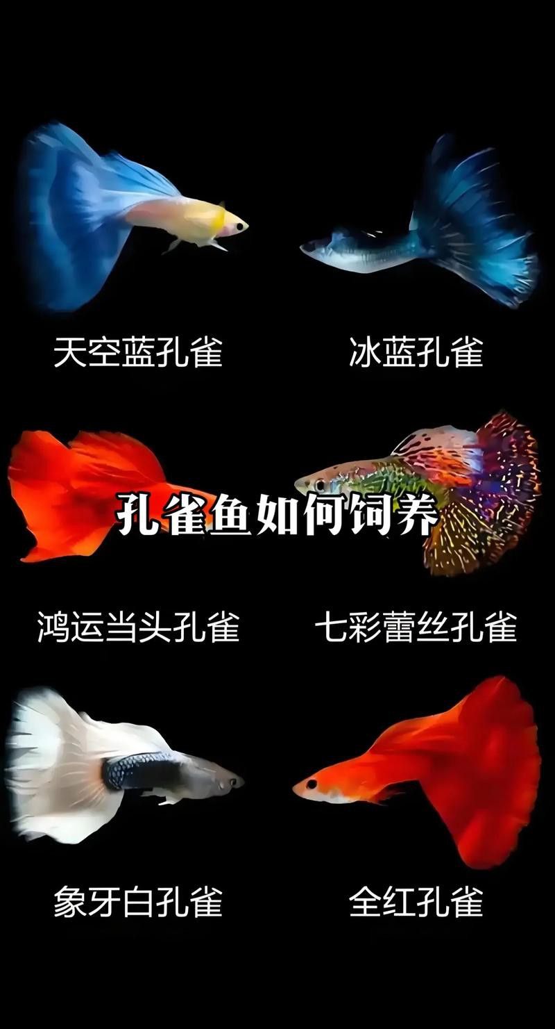 孔雀龍魚種類及圖片大全大圖欣賞