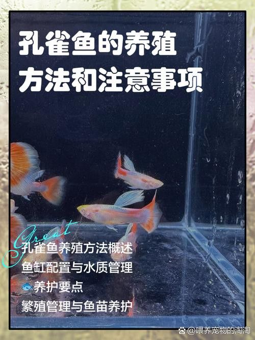 孔雀龍魚種類及圖片大全大圖欣賞