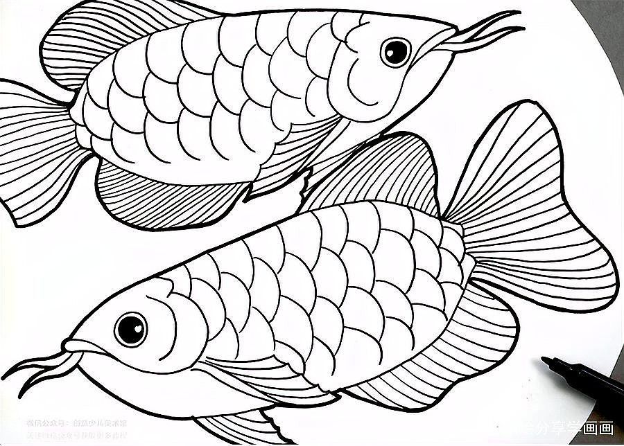 紅龍魚圖片壁紙大全可愛