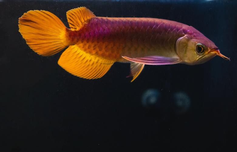 紅龍魚圖片壁紙大全可愛