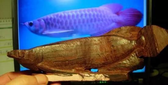 紅龍魚養(yǎng)多久開始變色了：紅龍魚發(fā)色時間