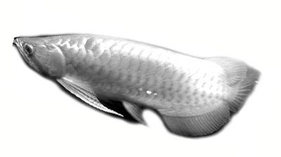 紅龍魚養(yǎng)多久開始變色了：紅龍魚發(fā)色時間