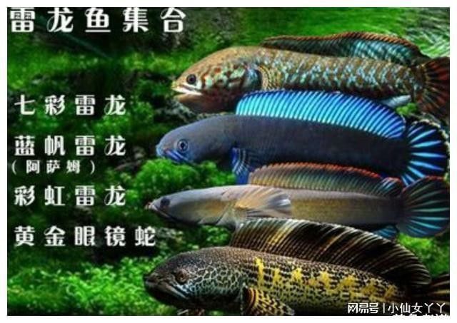 雷龍魚(yú)和黑魚(yú)的價(jià)格差異大嗎？