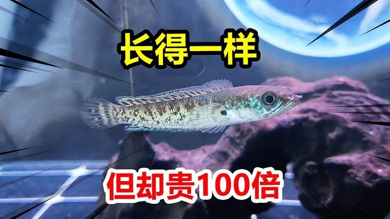 雷龍魚(yú)和黑魚(yú)的價(jià)格差異大嗎？