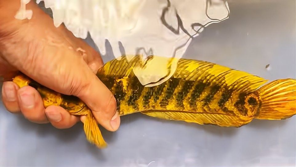 雷龍魚(yú)和黑魚(yú)的價(jià)格差異大嗎？