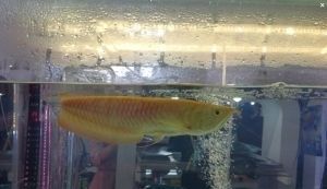 黃顏色的銀龍魚叫什么【銀龍魚的飼養與特點】