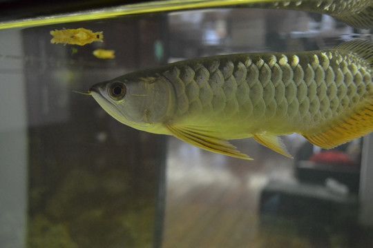 黃顏色的銀龍魚叫什么【銀龍魚的飼養(yǎng)與特點(diǎn)】