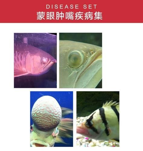 龍魚蒙眼能治好嗎圖片