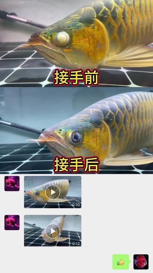 龍魚蒙眼能治好嗎圖片