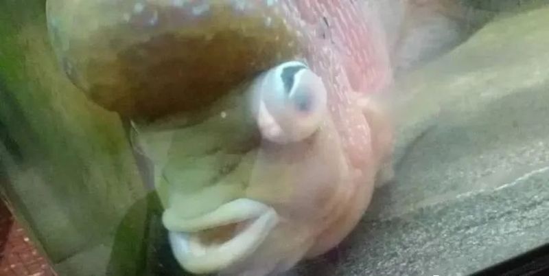 龍魚蒙眼能治好嗎圖片