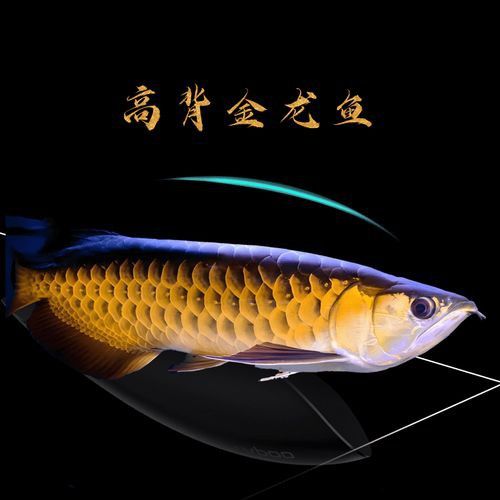 給我一些純種古典金龍魚的照片