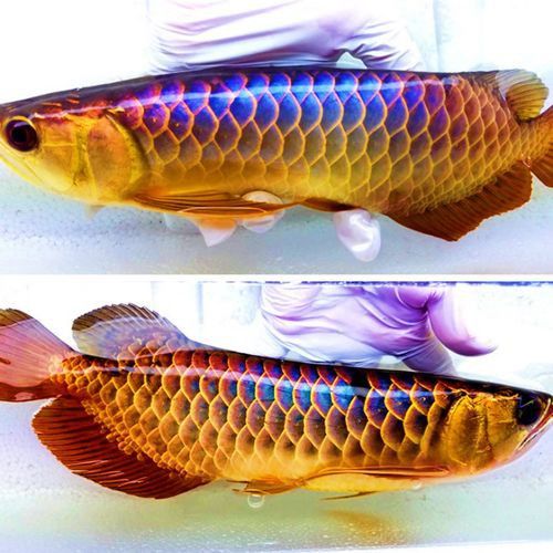 給我一些純種古典金龍魚的照片