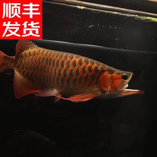 給我一些純種古典金龍魚的照片