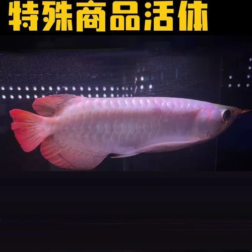 給我一些純種古典金龍魚的照片