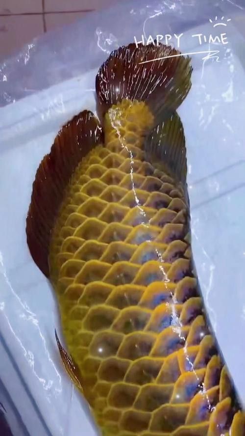 給我一些純種古典金龍魚的照片