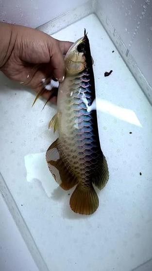 給我一些純種古典金龍魚的照片