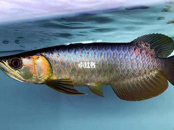 給我一些純種古典金龍魚的照片