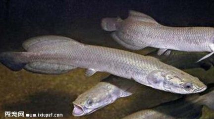 黑龍魚價格：黑龍魚價格受到多種因素影響，購買黑龍魚是非常重要的