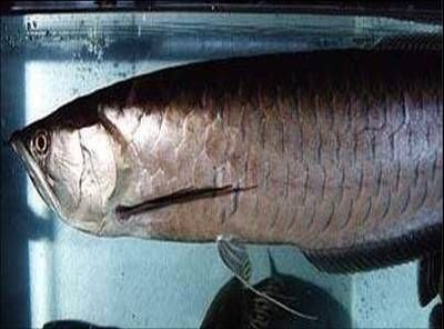 黑龍魚價格：黑龍魚價格受到多種因素影響，購買黑龍魚是非常重要的