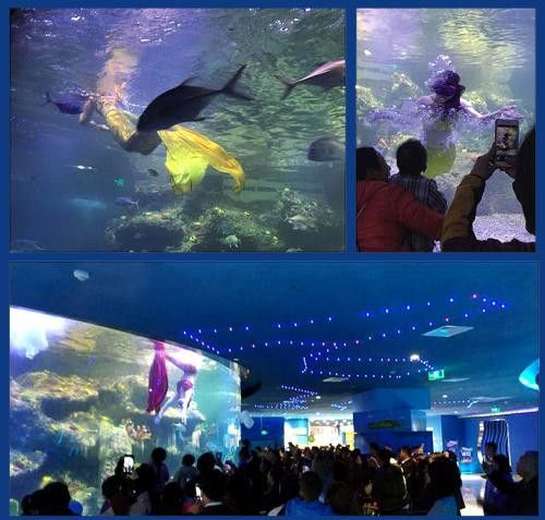 成都水族館（浩海立方海洋館的科普活動）