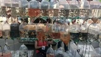 養金龍魚需要什么燈多少錢：養金龍魚需要的燈的價格取決于多個因素