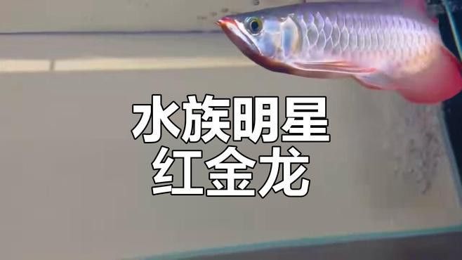 有沒有適合電腦桌面的紅金龍魚壁紙？