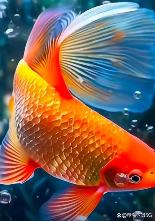 有沒有適合電腦桌面的紅金龍魚壁紙？