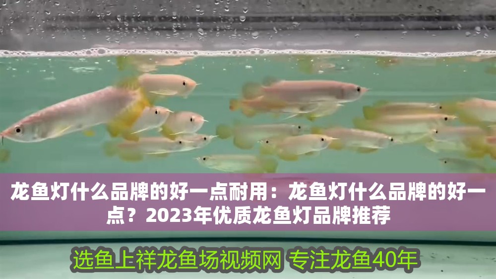 龍魚燈什么品牌的好一點耐用：龍魚燈什么品牌的好一點？2023年優質龍魚燈品牌推薦