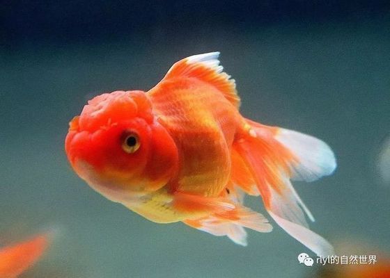 龍魚燈什么品牌的好一點耐用：龍魚燈什么品牌的好一點？2023年優質龍魚燈品牌推薦