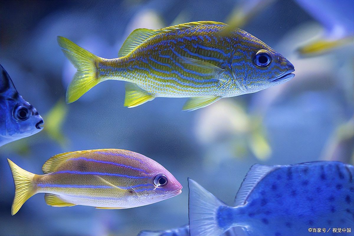 如何檢測龍魚是否攝入非法添加劑？