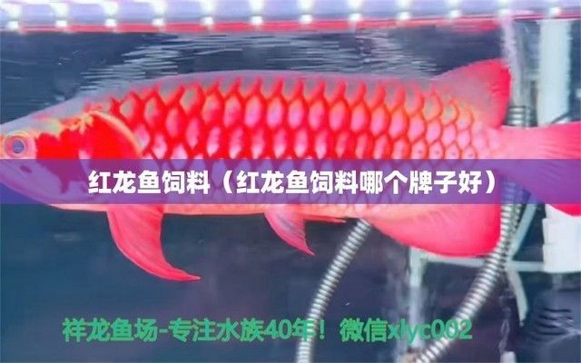 紅龍魚飼料配方大全：常見的紅龍魚飼料配方