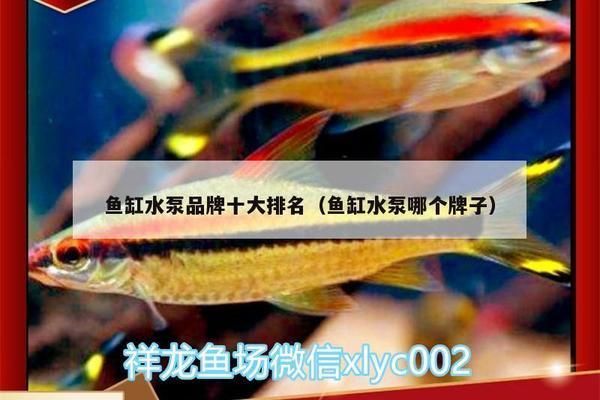 魚缸循環(huán)泵什么牌子的好（eheim循環(huán)泵適用魚缸類型）