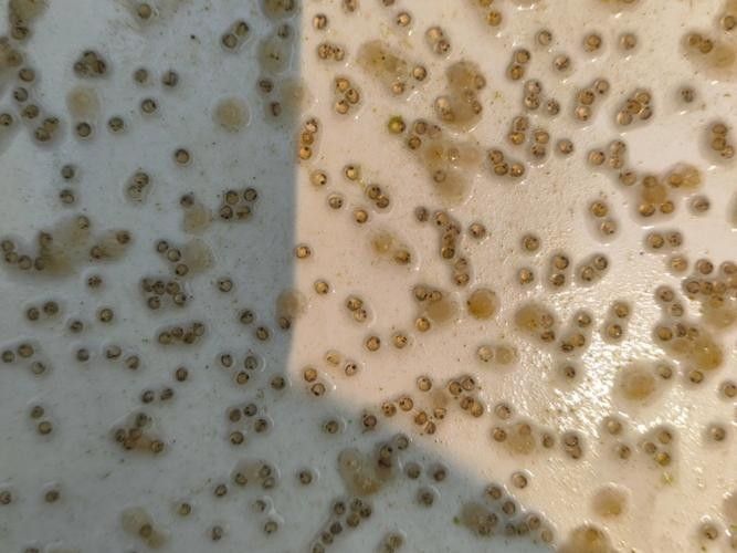 金龍魚的卵是什么樣子的