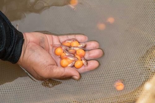 金龍魚的卵是什么樣子的