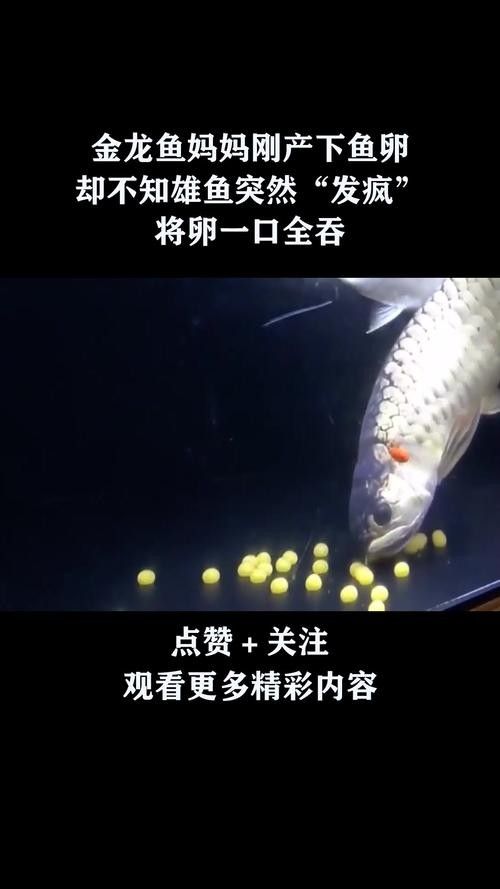 金龍魚的卵是什么樣子的