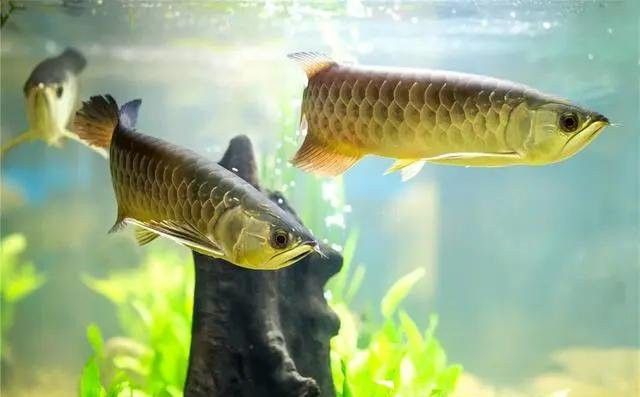 帝王三間魚和龍魚能混養嗎？