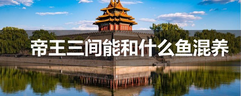帝王三間魚和龍魚能混養嗎？